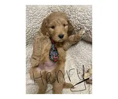 F1b Goldendoodle puppies for sale - 3