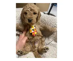 F1b Goldendoodle puppies for sale - 4