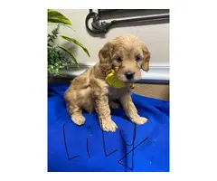 F1b Goldendoodle puppies for sale - 5