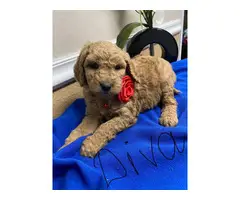 F1b Goldendoodle puppies for sale - 6