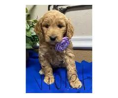 F1b Goldendoodle puppies for sale - 7