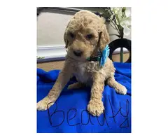 F1b Goldendoodle puppies for sale - 8