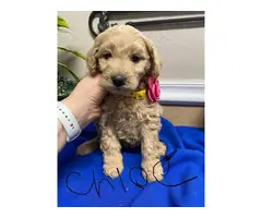 F1b Goldendoodle puppies for sale - 9