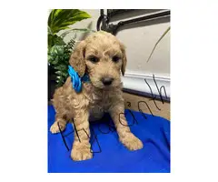 F1b Goldendoodle puppies for sale - 10