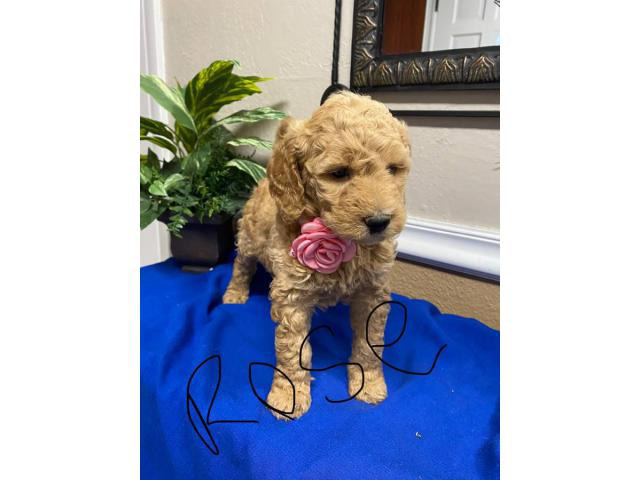 F1b Goldendoodle puppies for sale in Boise, Idaho ...