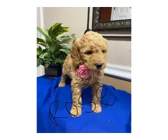 F1b Goldendoodle puppies for sale - 11