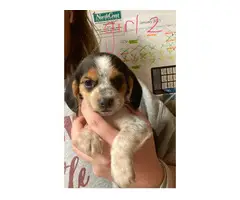 Three female beagle puppies for new homes
