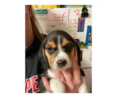 Three female beagle puppies for new homes - 2
