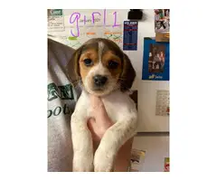 Three female beagle puppies for new homes - 3