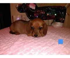 4 Dachshund puppies for sale