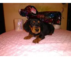 4 Dachshund puppies for sale - 2