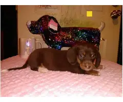 4 Dachshund puppies for sale - 3