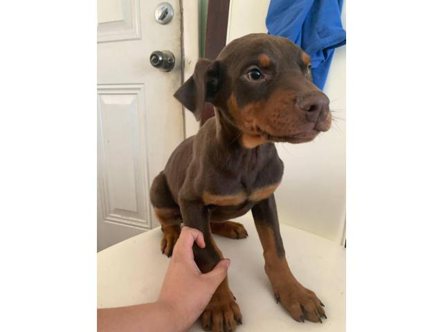 Doberman puppies 11 weeks old in Mishawaka, Indiana - Puppies for Sale