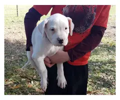9 weeks old Dogo Argentino