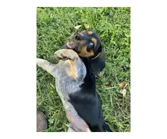8 months old Beagle puppy - 2