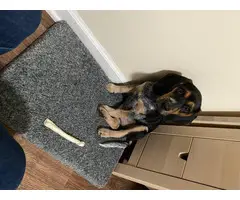 8 months old Beagle puppy - 3