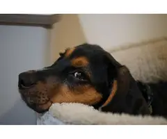 8 months old Beagle puppy - 4