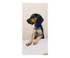 8 months old Beagle puppy