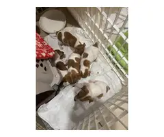 Adorable Jack Russell puppies for Sale - 2
