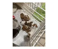 Adorable Jack Russell puppies for Sale - 3