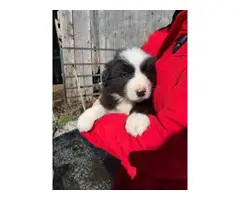 3 Aussie puppies for sale