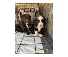 3 Aussie puppies for sale - 3
