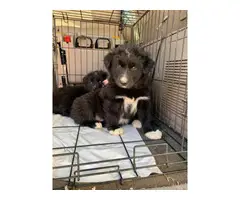 3 Aussie puppies for sale - 4