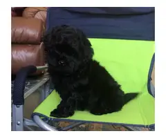 Male and female Shih Poo Puppies