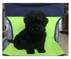 Male and female Shih Poo Puppies - 2
