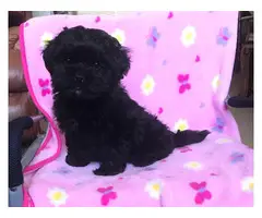 Male and female Shih Poo Puppies - 3