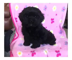 Male and female Shih Poo Puppies - 4