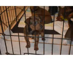 6 beautiful Chiweenie puppies available
