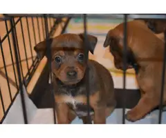 6 beautiful Chiweenie puppies available - 2