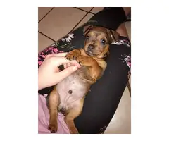 6 beautiful Chiweenie puppies available - 3