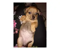 6 beautiful Chiweenie puppies available - 6