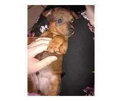 6 beautiful Chiweenie puppies available - 8