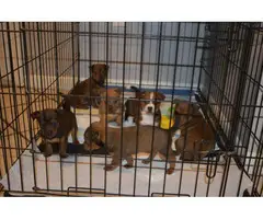 6 beautiful Chiweenie puppies available - 9