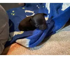 2 Shorthaired Chihuahua puppies looking for a new home - 3