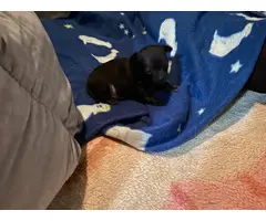 2 Shorthaired Chihuahua puppies looking for a new home - 4