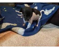 2 Shorthaired Chihuahua puppies looking for a new home - 6