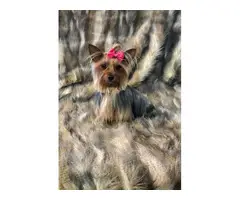 Full AKC Yorkie for Sale
