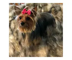 Full AKC Yorkie for Sale - 4