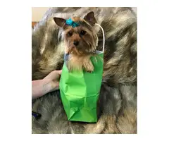 Full AKC Yorkie for Sale - 5