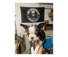 2 female AKC Boston Terrier puppies available - 2