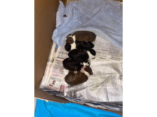 2 female AKC Boston Terrier puppies available in Fort