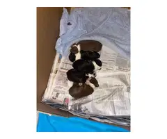 2 female AKC Boston Terrier puppies available - 4