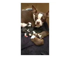 2 female AKC Boston Terrier puppies available - 7