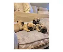 3 Fawn Pug puppies for Sale