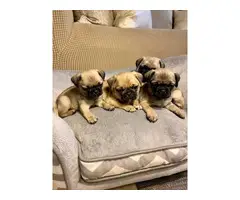 3 Fawn Pug puppies for Sale - 2