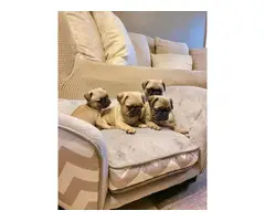 3 Fawn Pug puppies for Sale - 3